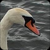 http://carolien.eu/fotodir2/Londen/18juli/ochtendwandeling/