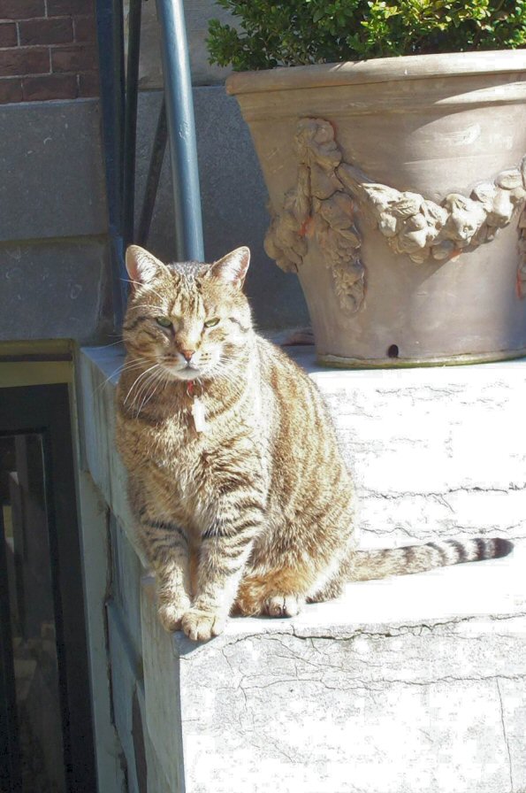 Poserende poes