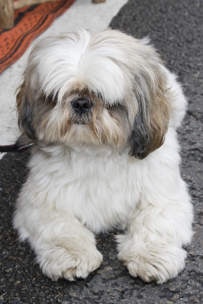 Dog