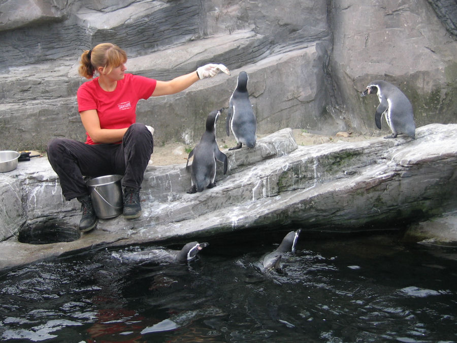 Voedertijd voor de pinguïns